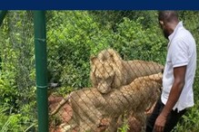 தடுப்பு வேலி தாண்டி குட்டிகளை திருடச் சென்ற நபரை கடித்து கொன்ற சிங்கம்