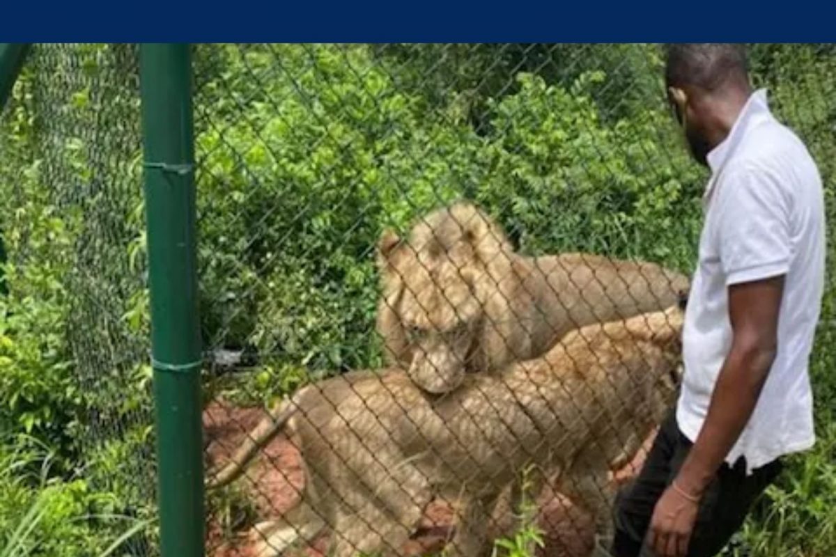 தடுப்பு வேலியைத் தாண்டி சென்ற நபரை கடித்து கொன்ற சிங்கங்கள்