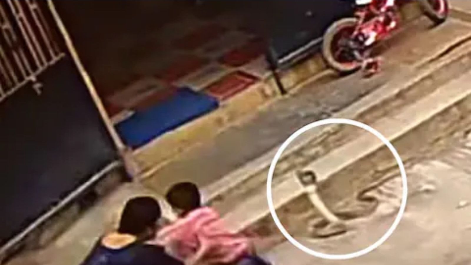 சீற்றத்துடன் படமெடுத்த பாம்பு... மகனை நொடி பொழுதில் காப்பாற்றிய தாய்: வைரலாகும் வீடியோ