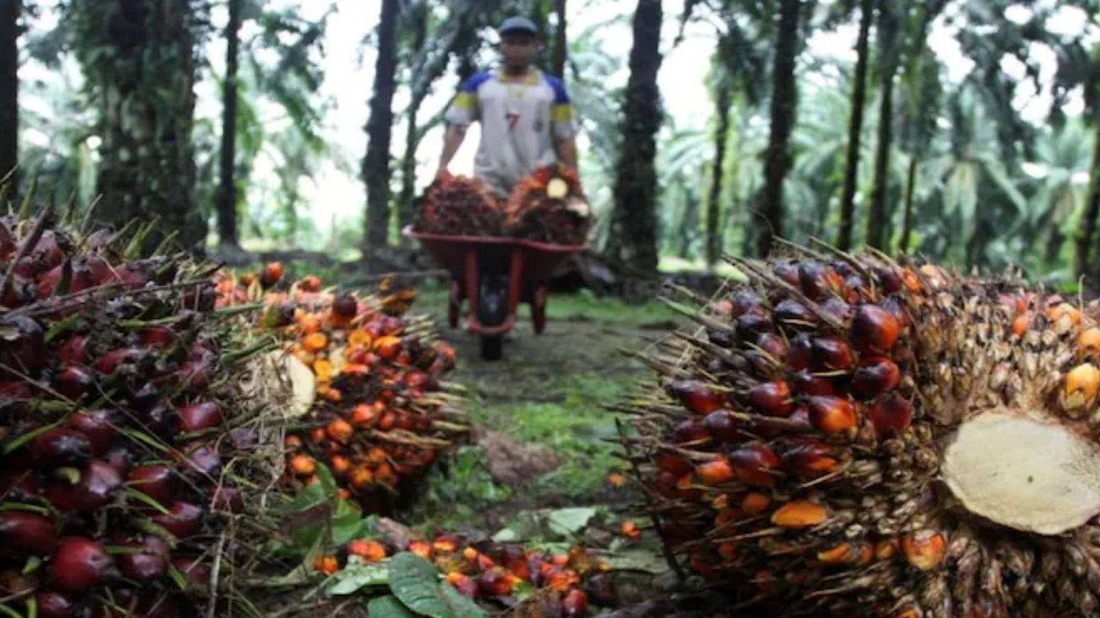 தமிழ்நாட்டில் எண்ணெய் பனை சாகுபடியை அதிகரிக்க புதிய திட்டம்..  ரூ.5.65 கோடி அரசு ஒதுக்கீடு