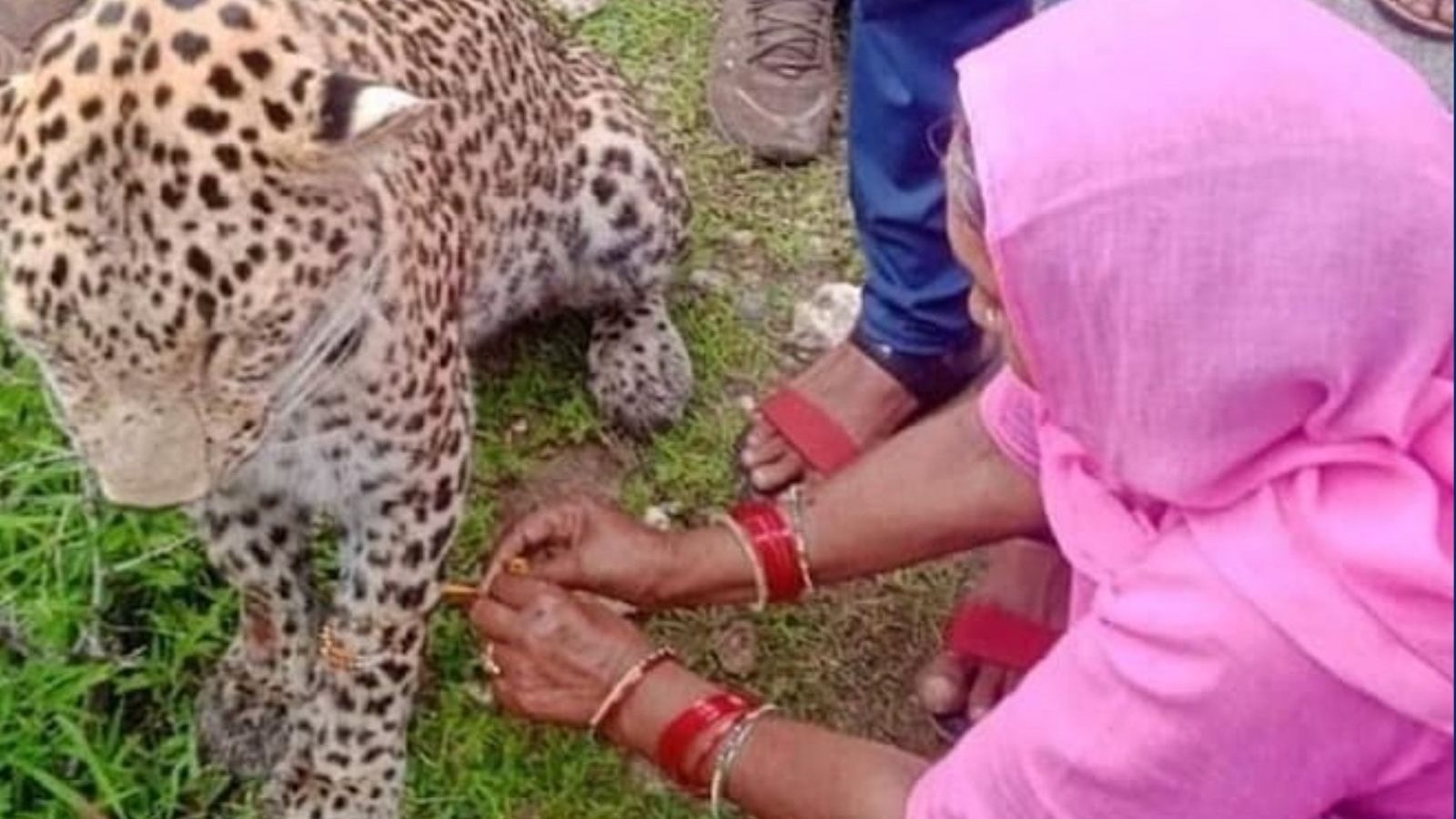 சிறுத்தைக்கு ராக்கி கட்டிய ராஜஸ்தானிய பெண் - வைரலாகும் புகைப்படம்.!