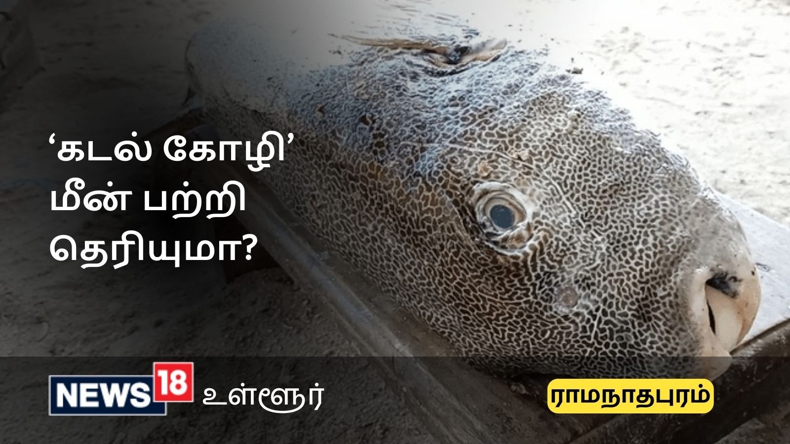 மனிதர்கள் போன்ற பல்வரிசை.. வயிற்றில் நஞ்சு.. ‘கடல் கோழி’ (எ) பேத்தை மீன் பற்றி தெரியுமா?
