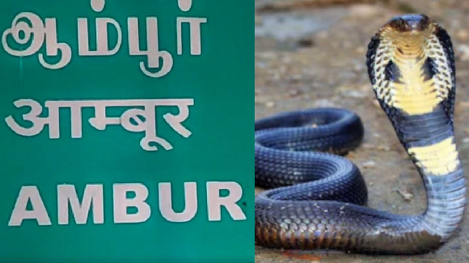 ஒரே நாளில் 3 பேருக்கு பாம்பு கடி.. 6 வயது சிறுவன் உயிரிழப்பு - ஆம்பூரில் சோகம்