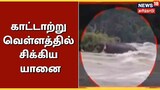 Viral video of an elephant caught in a wild flood