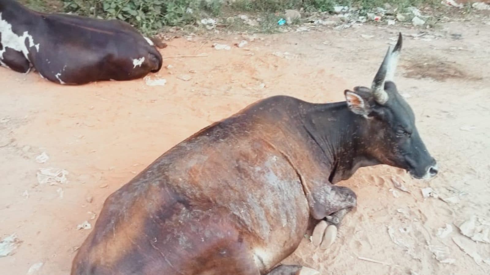 வாயில்லா ஜீவன்களான மாடுகள் மீது ஆசிட் வீசிய கொடூர நபர்கள்..