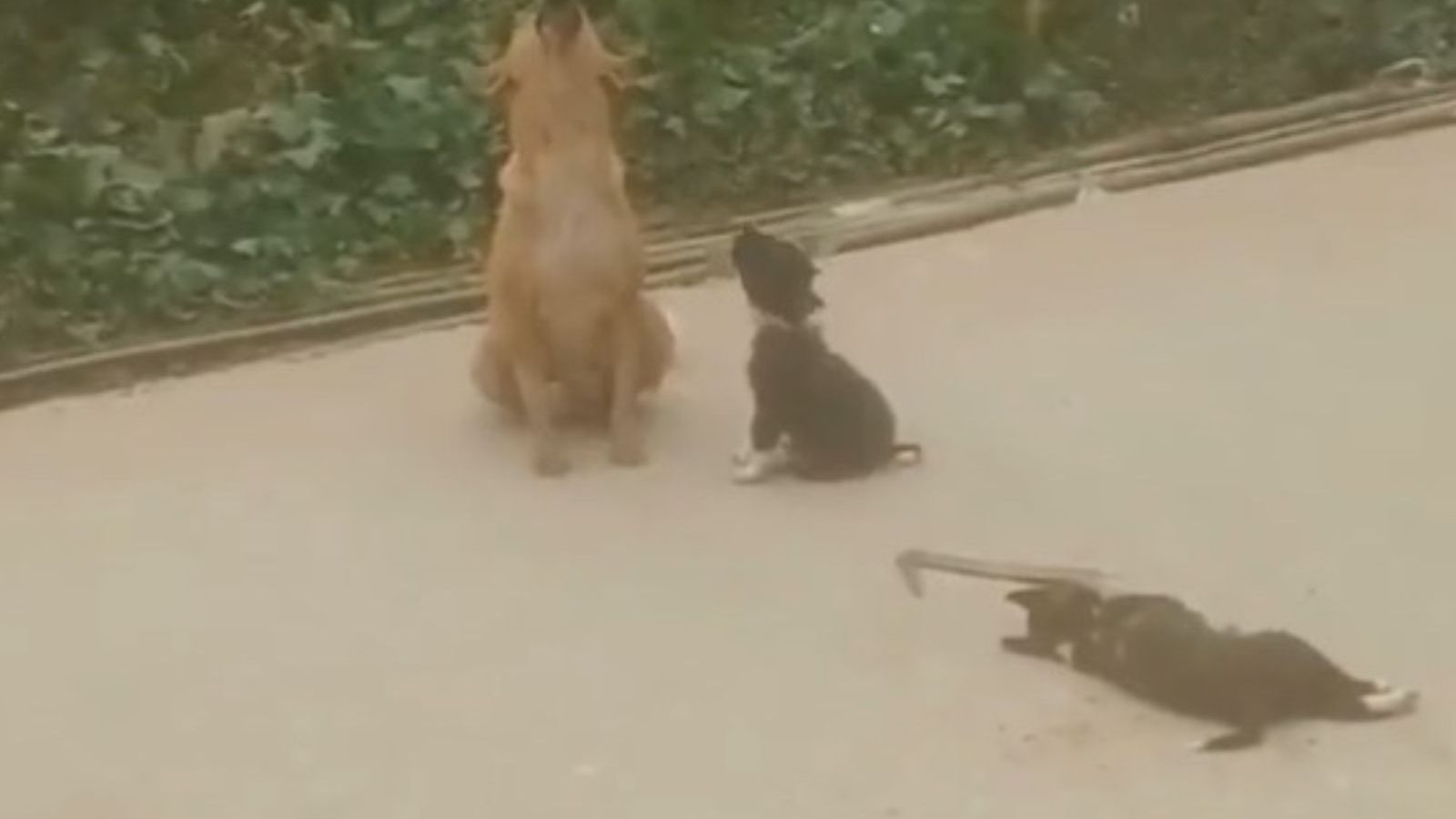 'உயர்திணையோ, அஃறிணையோ வலி ஒன்று தான்'...  குட்டிக்காக நடு ரோட்டில் அழுத நாய் - வைரல் வீடியோ