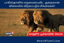 பாகிஸ்தானில் எருமையைவிட  குறைவான விலையில் விற்கப்படும் சிங்கங்கள்!