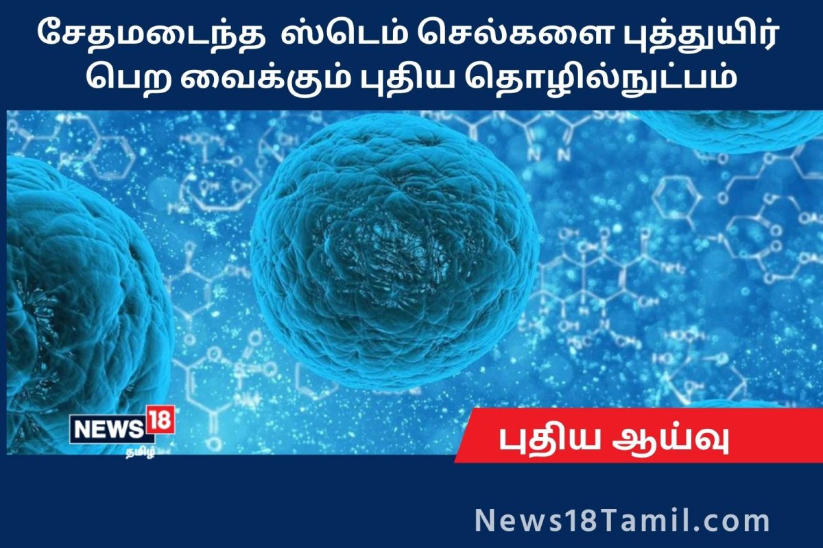 சேதமடைந்த ஸ்டெம் செல்களை புத்துயிர் பெற வைக்கும் புதிய தொழில்நுட்பம்