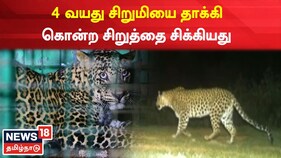 நீலகிரியில் 4 வயது சிறுமியை தாக்கி கொன்ற சிறுத்தை சிக்கியது