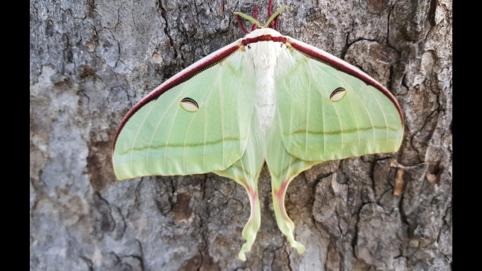 Luna Moth adalah spesies langka yang ditemukan di Trichy