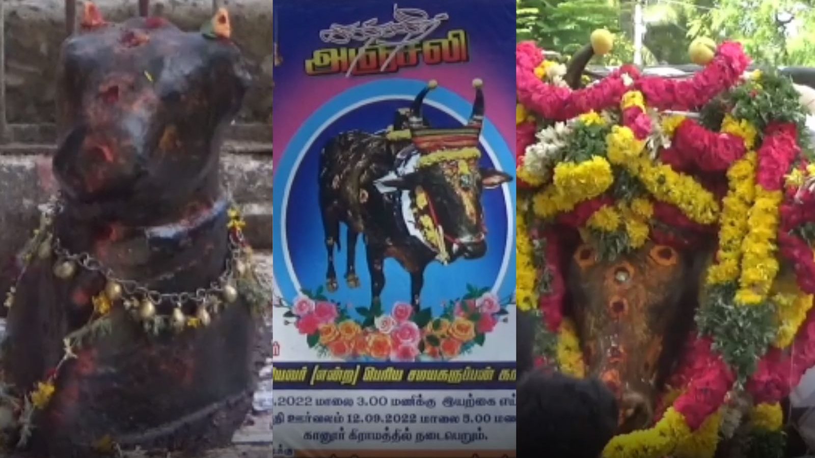 மானாமதுரை அருகே இறந்துபோன கோவில் காளை... திருவிழாவாக கொண்டாடி ஊர்வலமாக சென்று அடக்கம் செய்த கிராம மக்கள்...