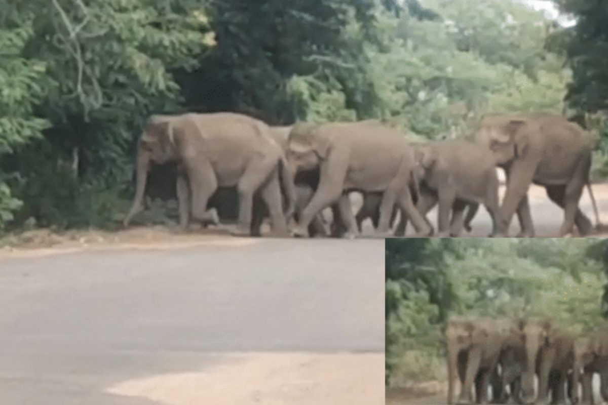 கோவை பாரதியார் பல்கலைக்கழகத்தில் புகுந்த காட்டு யானை கூட்டம்...