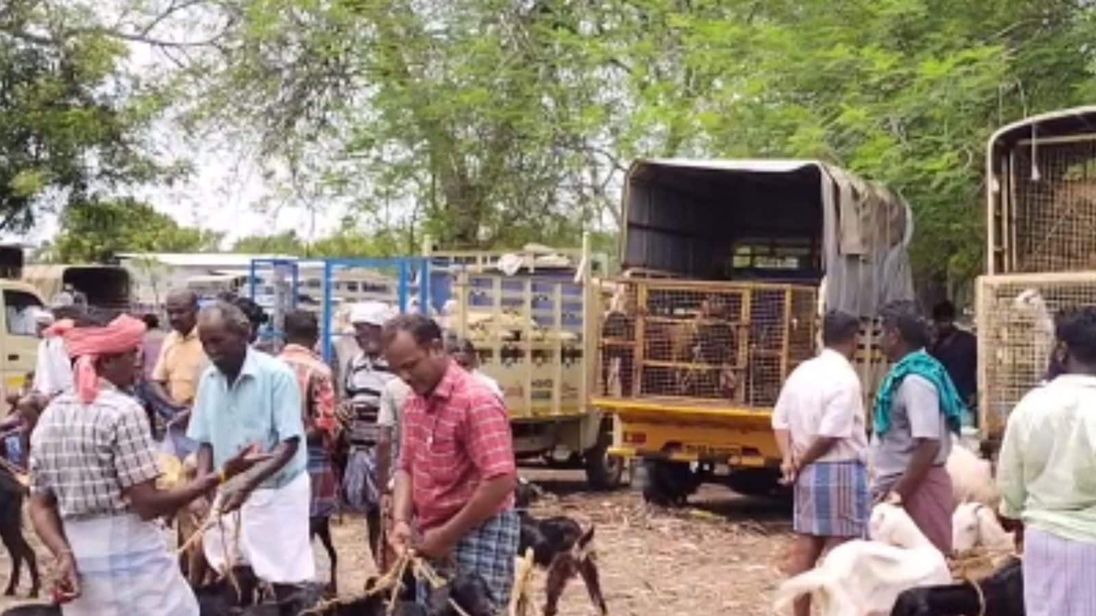 கரூரில் களைகட்டிய ஆட்டு சந்தை... ஒரே நாளில் ரூ.1.5 கோடிக்கு விற்பனை