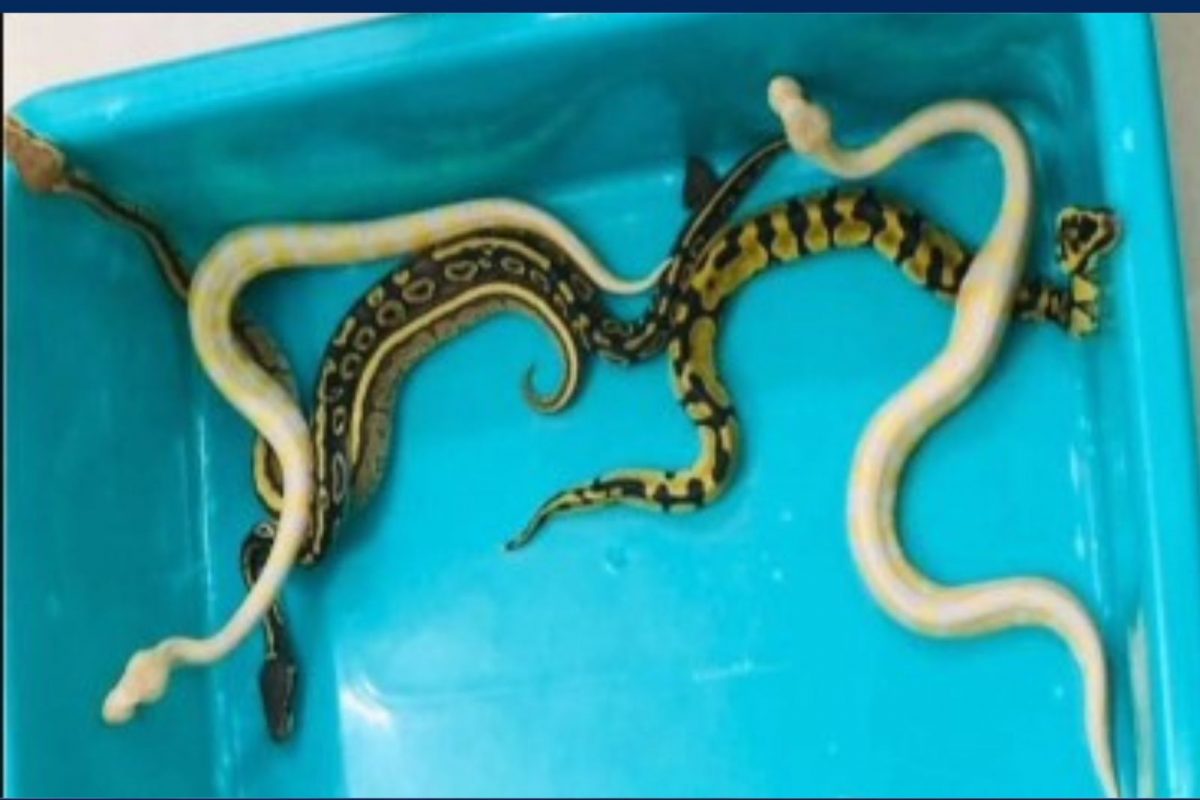 தாய்லாந்திலிருந்து மலைபாம்பு குட்டிகளை கடத்தி வந்த பயணி கைது