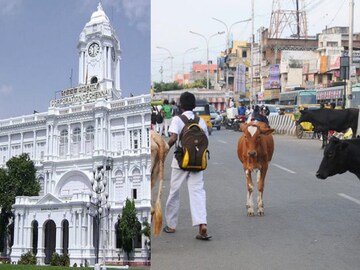 மாடுகள் சுற்றித் திரிந்தால் விதிக்கப்படும் அபராதம் உயர்வு
