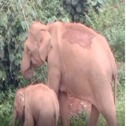   குடியிருப்பு பகுதியில் யானைகள் உலா வருவதை வனத்துறையினர் கண்காணித்து அடர்ந்த வனப்பகுதிக்கு அதனை விரட்ட வேண்டும் என மக்கள் கோரிக்கை விடுத்துள்ளனர்.