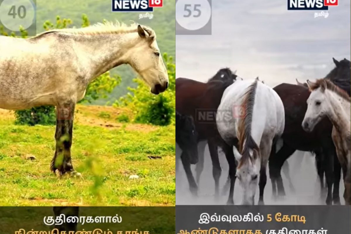 குதிரைகள் பற்றி நாம் தெரிந்து கொள்ளவேண்டிய சுவாரஸ்யமான தகவல்கள்.