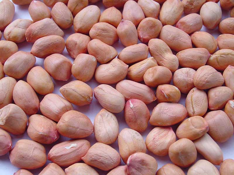  நம் வீட்டிலேயே வேர்க்கடலை, வினிகர் மற்றும் தண்ணீர் ஆகியவற்றை சேர்த்து பாலே இல்லாமல் பன்னீரை செய்யும் முறையை பற்றி பார்க்கப் போகிறோம். இதை சிற்றுண்டியாகவும் அல்லது வேறு பல உணவுகளுடன் சேர்த்தும் உட்கொள்ளலாம்.