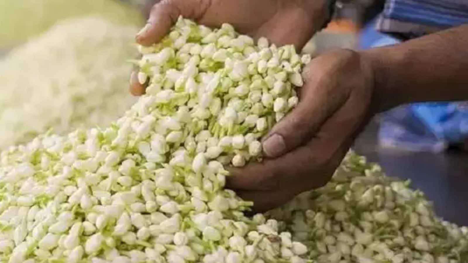 தொடர் மழையால் உயர்ந்தது மல்லிகை பூ விலை... எவ்வளவு தெரியுமா?