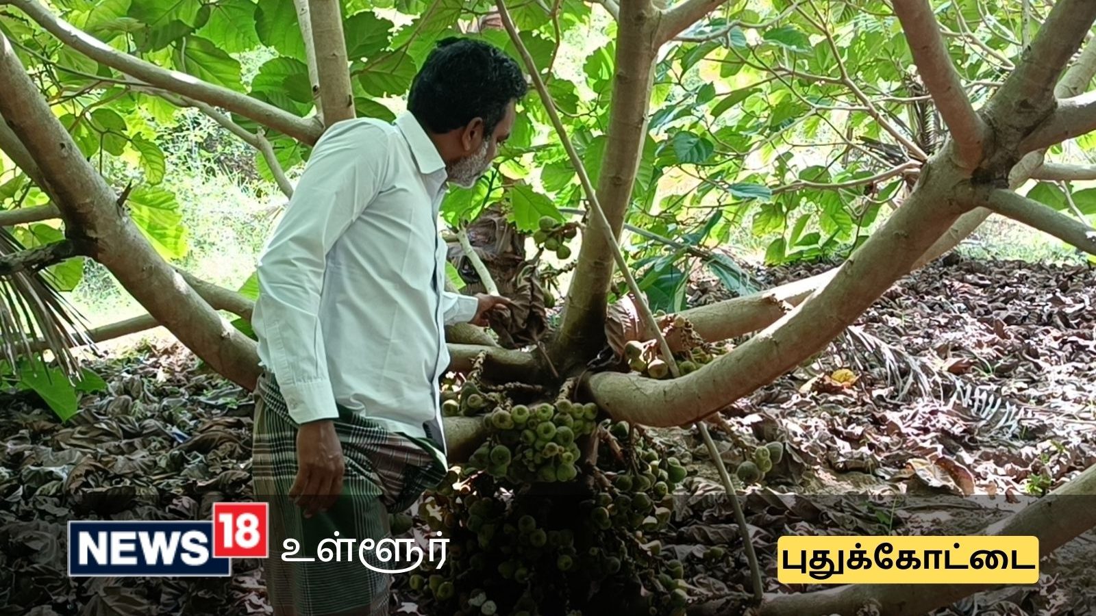 தென்னை, பூங்கன்றுகளுக்கு ஊடுபயிராக கிராம்பு - புதுக்கோட்டை விவசாயியின் புது முயற்சி