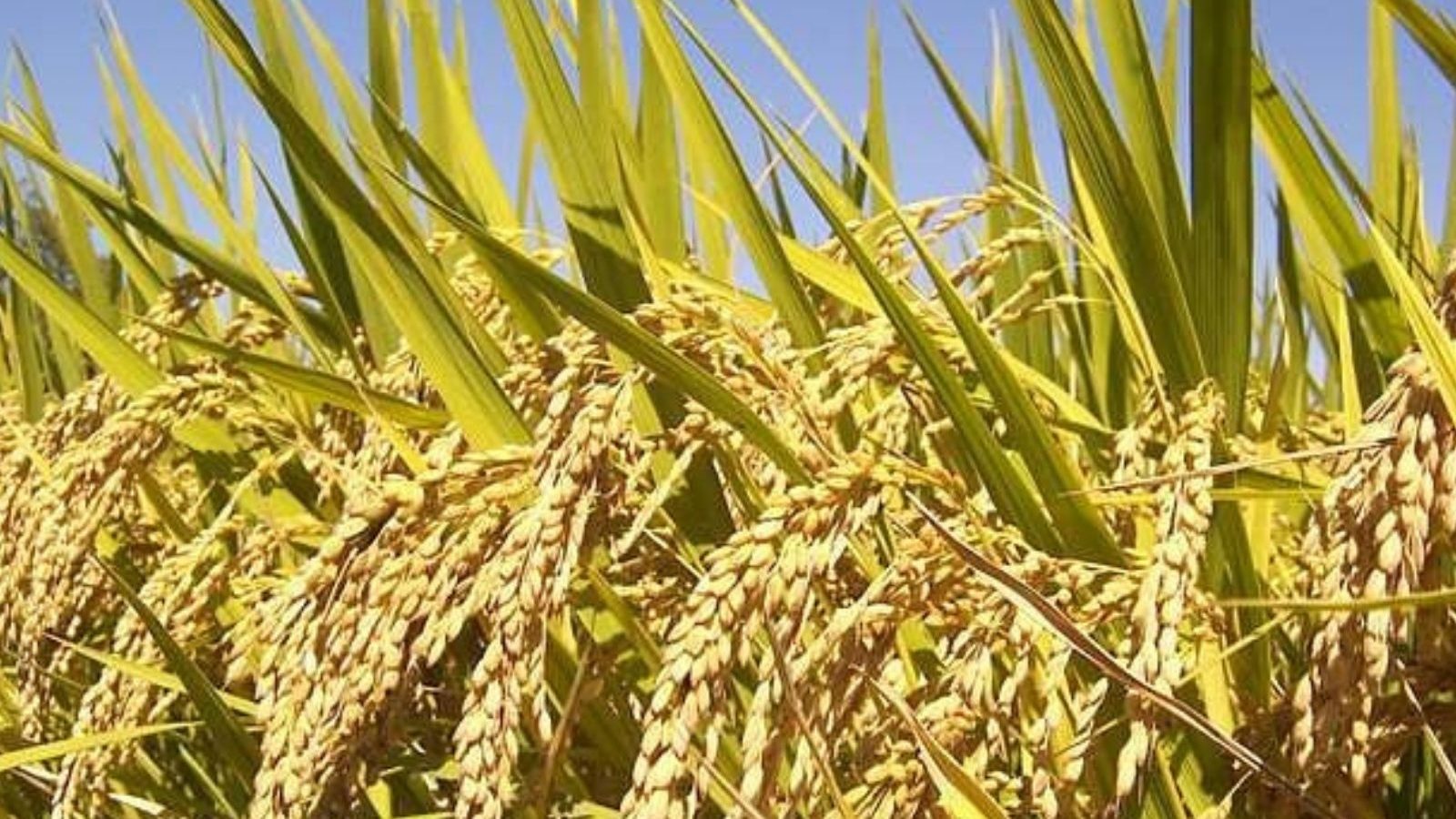 ராமநாதபுரம் மாவட்டத்தில் நெல் விதைகளை வறட்சியில் இருந்து பாதுகாப்பது எப்படி?