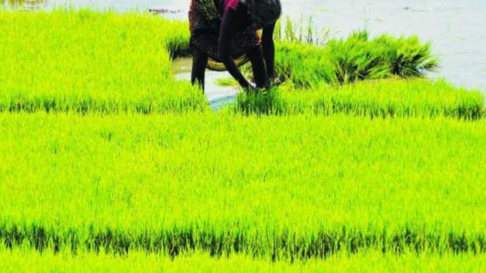 சம்பா சாகுபடி விவசாயிகளுக்கு உரங்கள் தயார் - ராமநாதபுரம் கலெக்டர் அறிவிப்பு