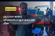 Ramanathapuram | ரூ.5,000 வரை விலை:  உணவகங்களில் கிராக்கி- தடியன் மீனின் சிறப்புகளை விவரிக்கும் மீனவர்கள்