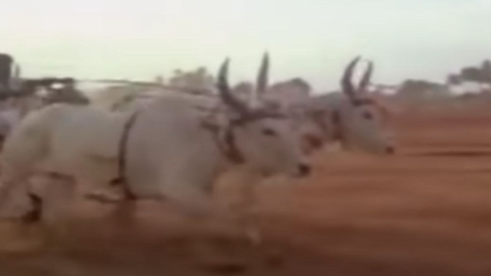 ரேக்ளா சண்டைக் காட்சிக்காக பாராட்டப்பட்ட விஜயகாந்த் படம்