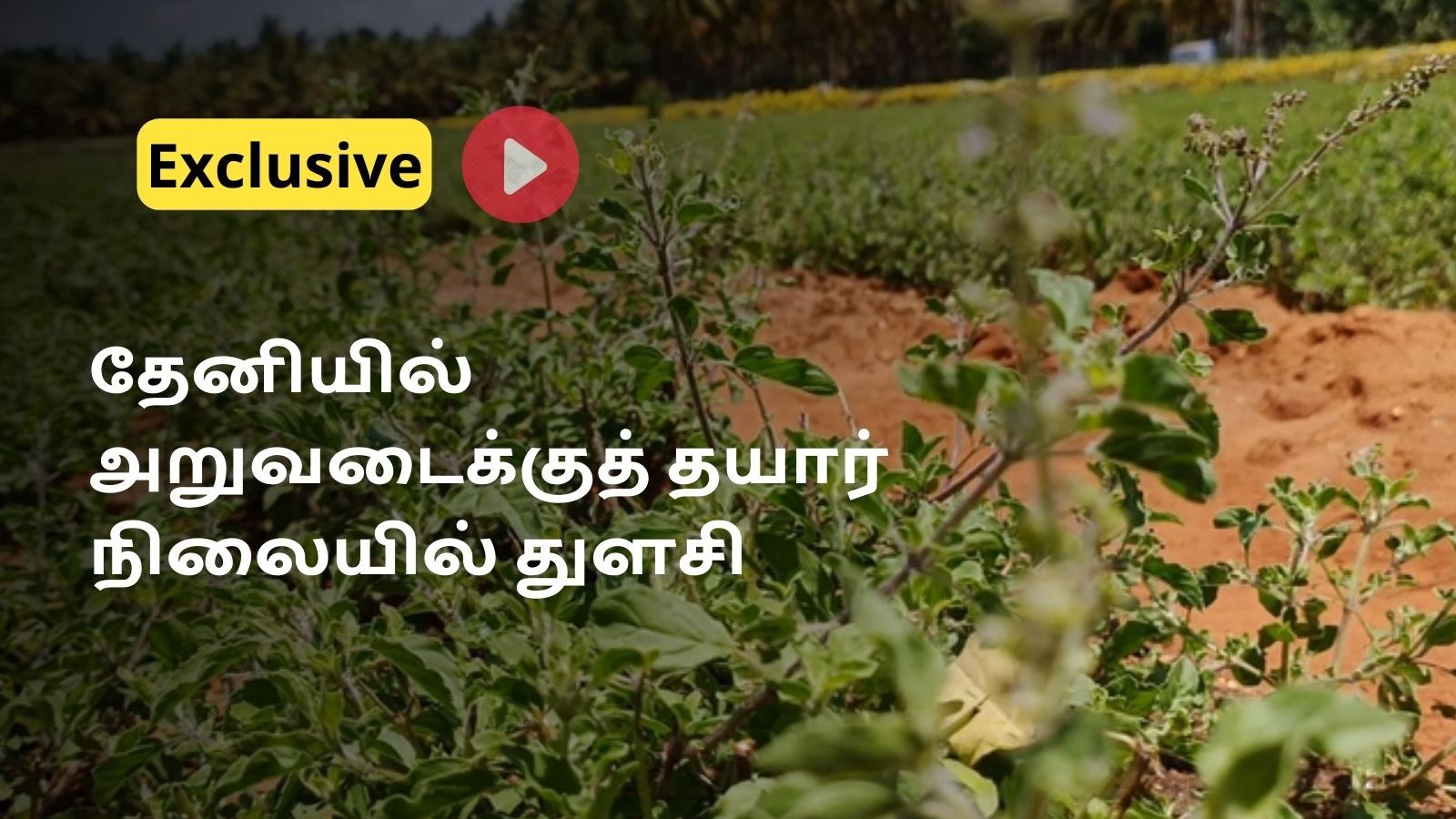 தேனியில் அறுவடைக்கு தயார் நிலையில் துளசி : நல்ல விலைக்காக காத்திருக்கும் விவசாயிகள்