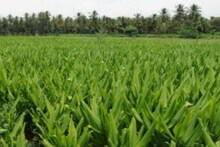 விவசாய திட்ட பலன்களுக்கு இணையவழி பதிவு கட்டாயம் - திருப்பூர் கலெக்டர் அறிவிப்பு