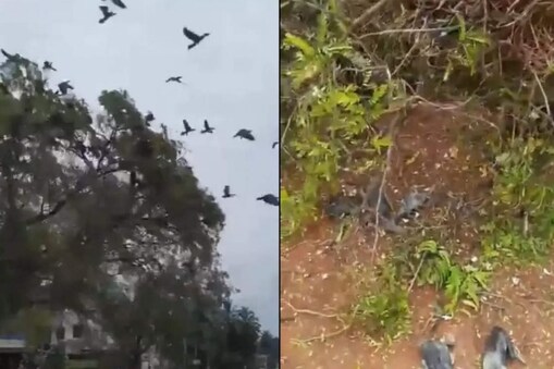 வைரல் வீடியோ 

