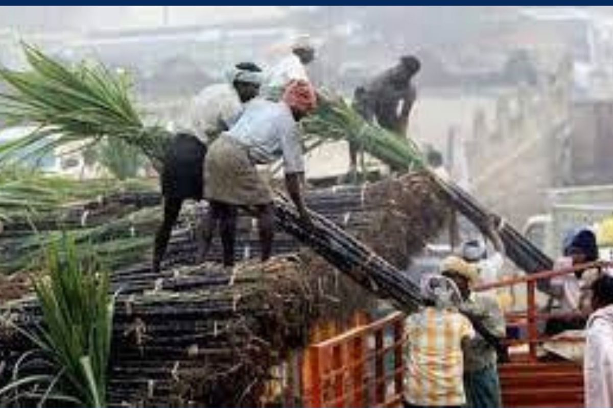 உலகின் மிகப்பெரிய சர்க்கரை உற்பத்தி நாடாக உருவெடுத்துள்ள இந்தியா..!
