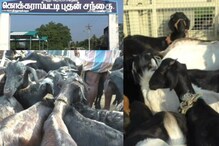 தீபாவளி பண்டிகையை முன்னிட்டு ரூ.2.25 கோடிக்கு கால்நடைகள் விற்பனை