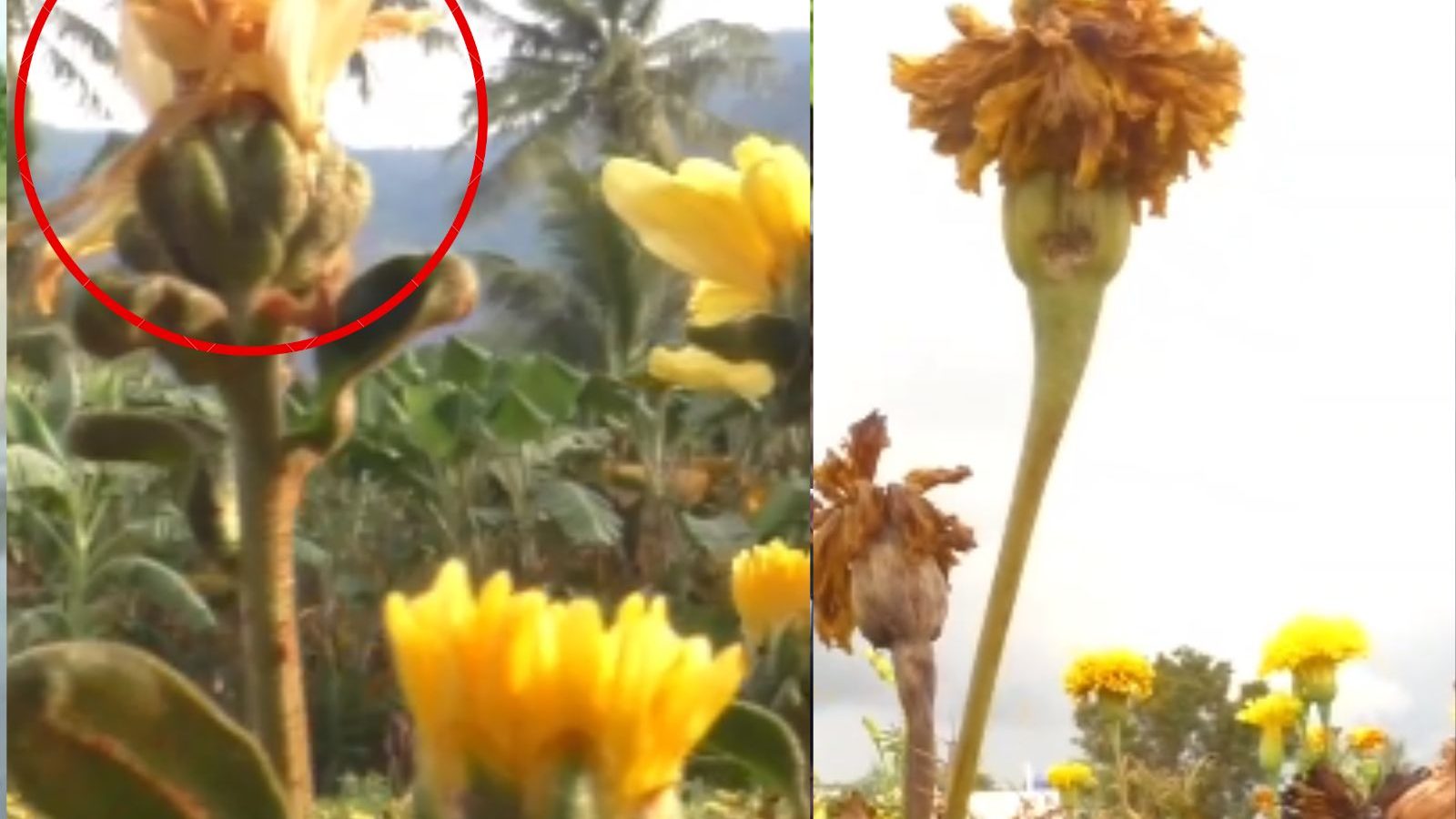 பருவநிலை மாறி பெய்யும் தொடர் மழையால் அழுகிய பூக்கள்... விவசாயிகள் வேதனை...