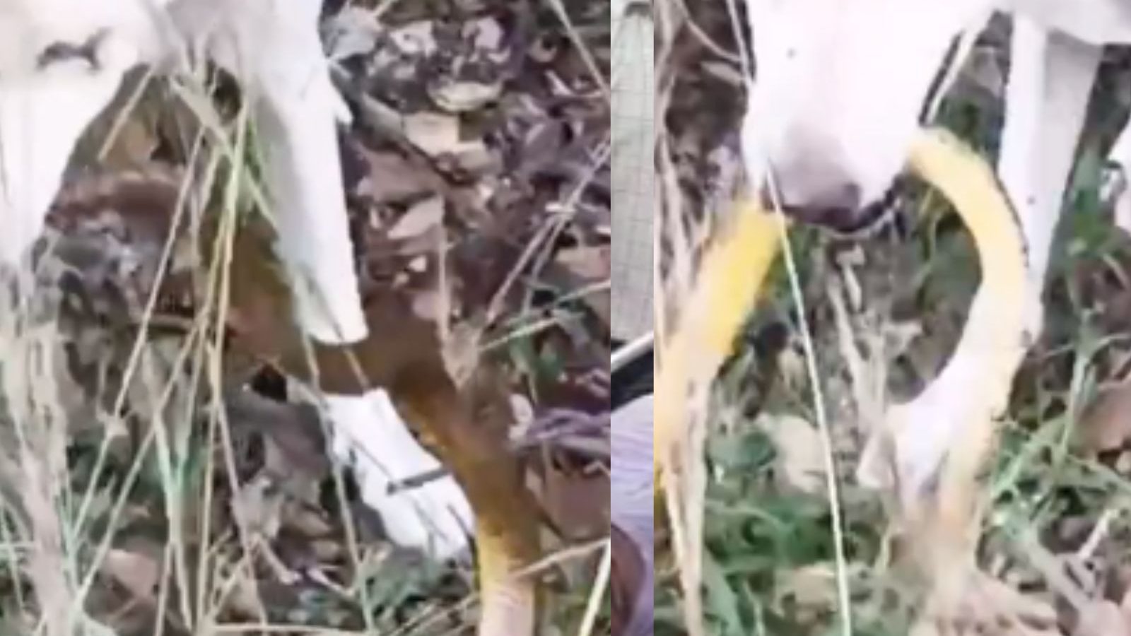 எஜமானரை காக்க விஷப்பாம்பை கடித்து கொன்ற வளர்ப்புநாய் - மோதலில் நாயும் உயிரிழந்த பரிதாபம்