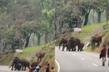 மேட்டுப்பாளையம் நெடுஞ்சாலையில் குட்டிகளுடன் சாலையை கடந்த யானைகள்...