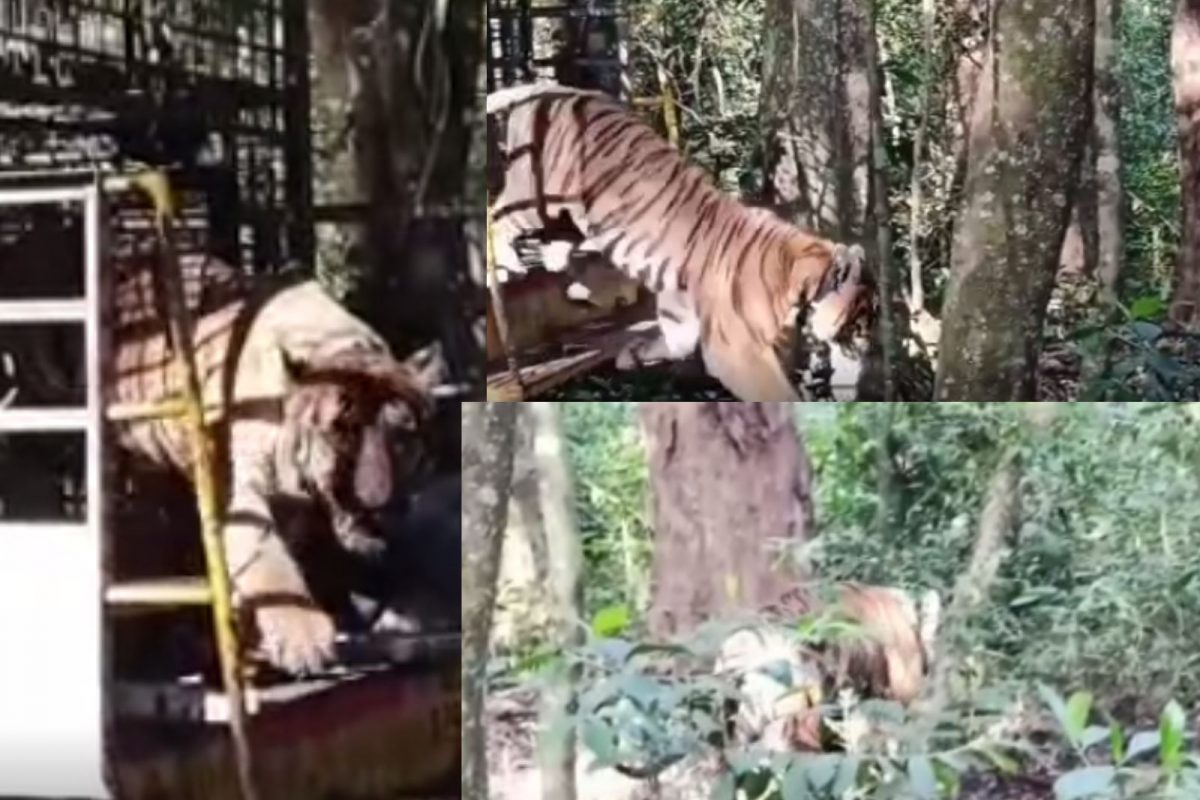 வனத்துறையினர் பிடித்த புலி காட்டிற்குள் விட்டதும் உயிரிழந்த சோகம்