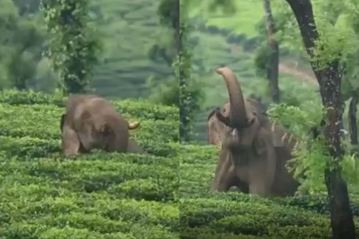 துயிலெழுந்த காட்டு யானையின் க்யூட் வீடியோ..!
