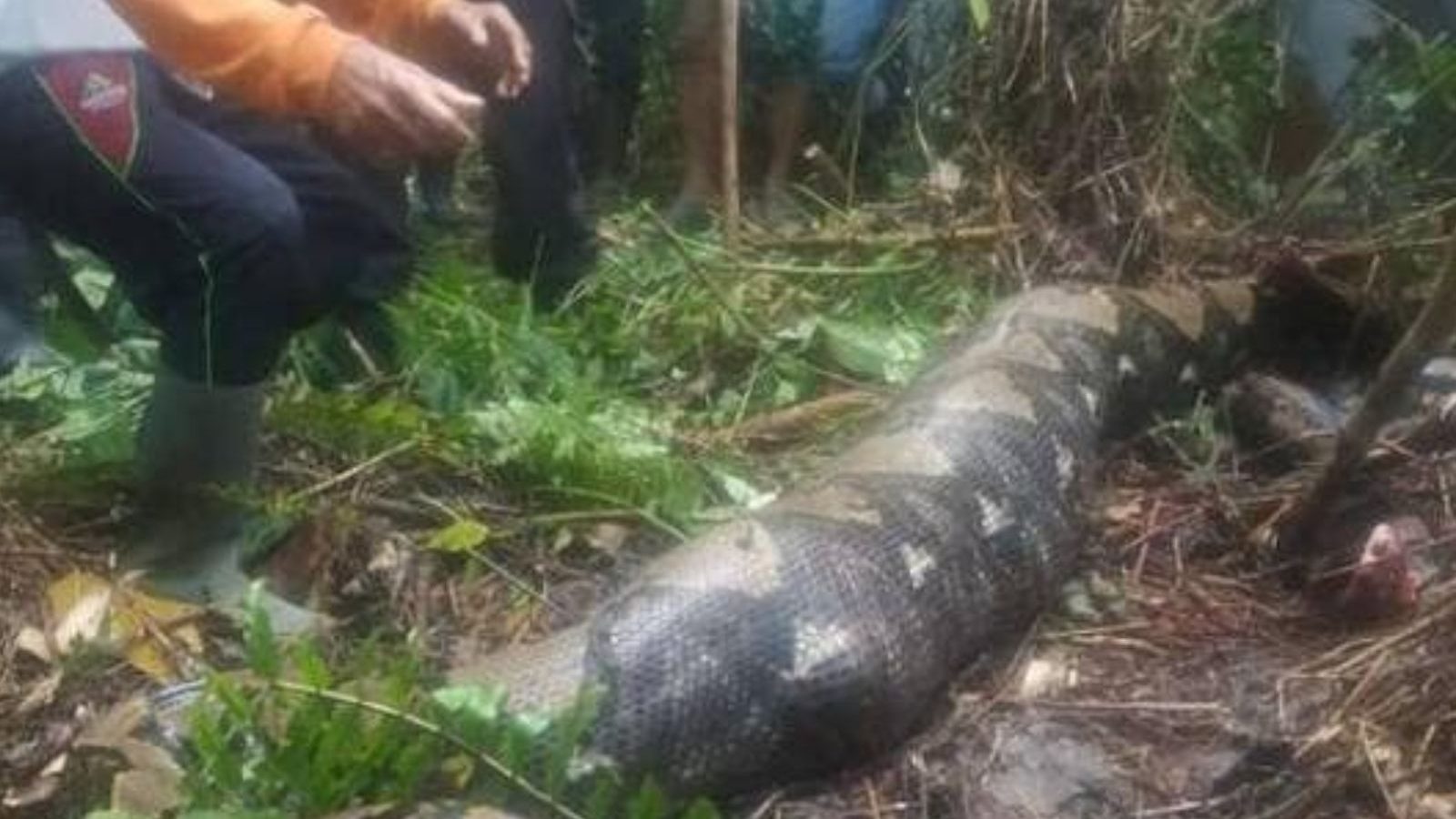 52 வயது பெண்ணை விழுங்கிய ராட்ச பாம்பு.. வயிற்றில் இருந்து  உடல் மீட்பு!