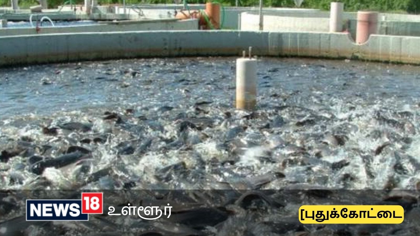 மீன் வளர்ப்பு திட்டத்தில் இவ்வளவு மானியமா?.. புதுக்கோட்டை மக்களே நீங்களும் தொழிலதிபராகலாம்!