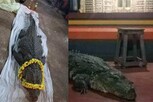கோவிலில் 70 வருடம் வாழ்ந்த சைவ முதலை மரணம்!