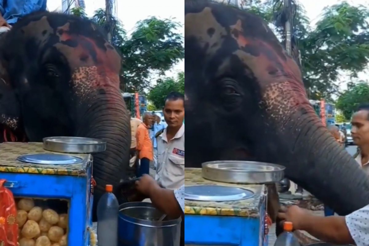 பானிப்பூரி சாப்பிடும் யானை | வைரல் வீடியோ