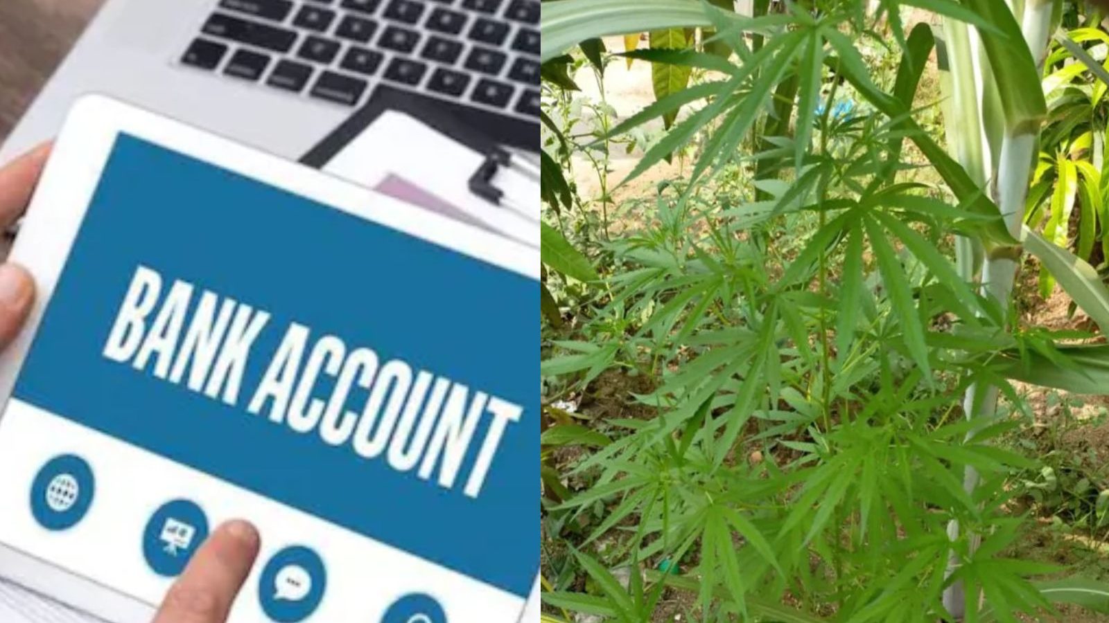 கஞ்சா வியாபாரிகளின் 2000 வங்கி கணக்குகள் முடக்கம் – News18 Tamil