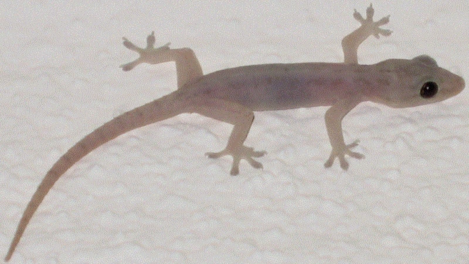 பல்லி விழும் பலன்கள் : பல்லி தலையில் வலது, இடது புறத்தில் விழுந்தால் என்ன நடக்கும்?