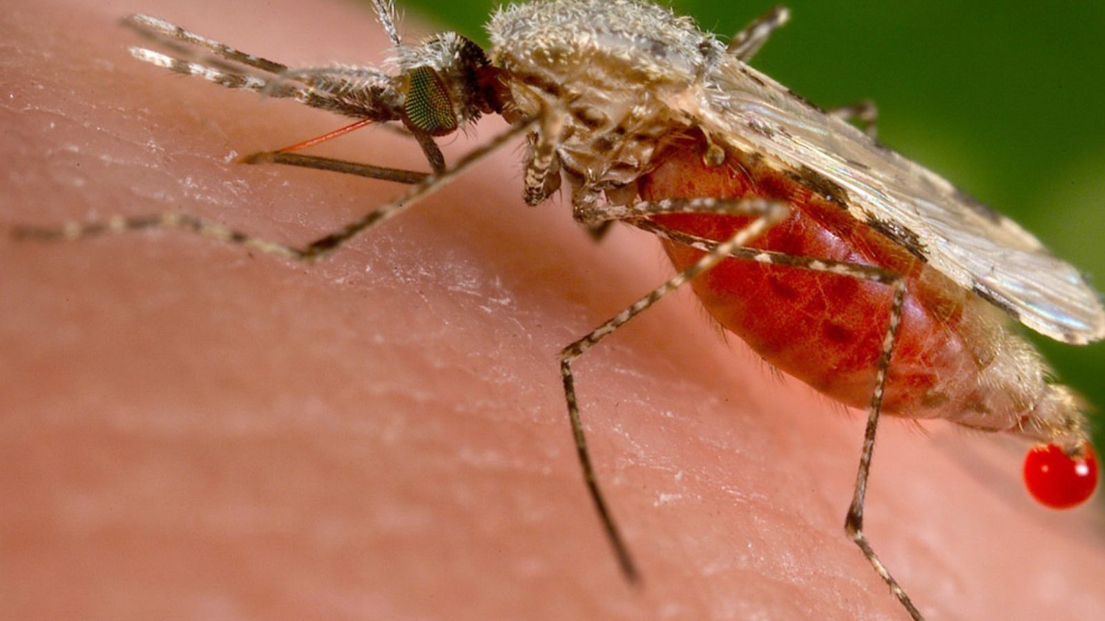 இவர்களைத்தான் கொசு தேடித்தேடி கடிக்கும்! - காரணம் சொல்லும் புதிய ஆய்வு முடிவு!