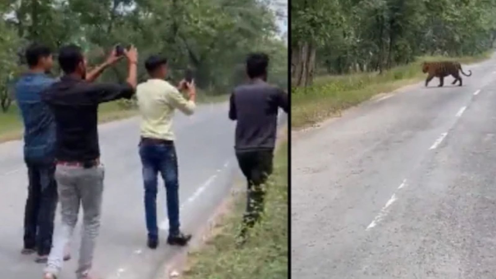 புலியுடன் செல்ஃபி..! இந்த விபரீத விளையாட்டு வேண்டாம் - எச்சரித்த வனத்துறை அதிகாரி