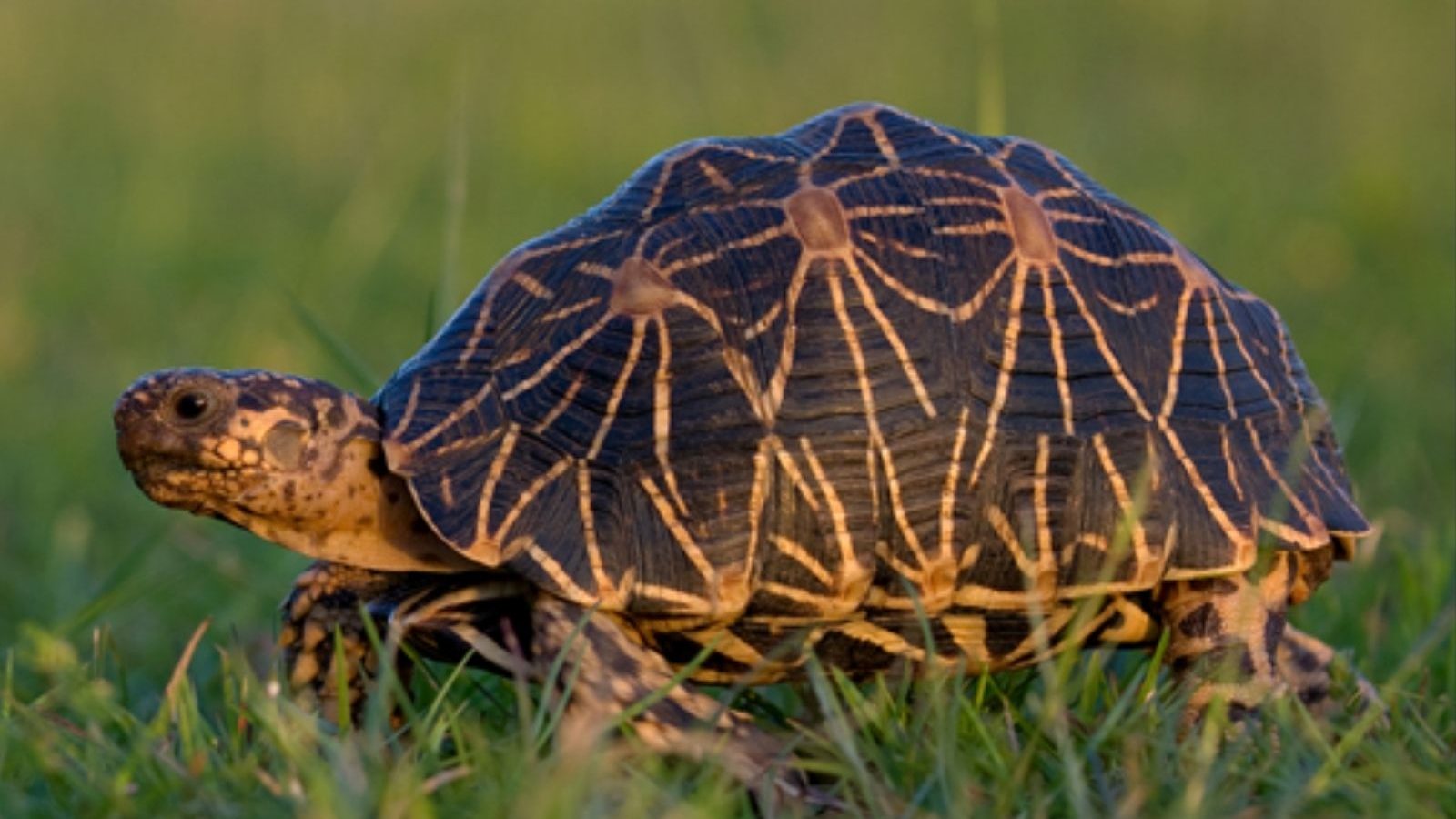 ஆமைக்கறி வருவலை சரியாக சமைக்காத மனைவியை அடித்தே கொன்ற கணவர்... அதிர்ச்சி சம்பவம்!