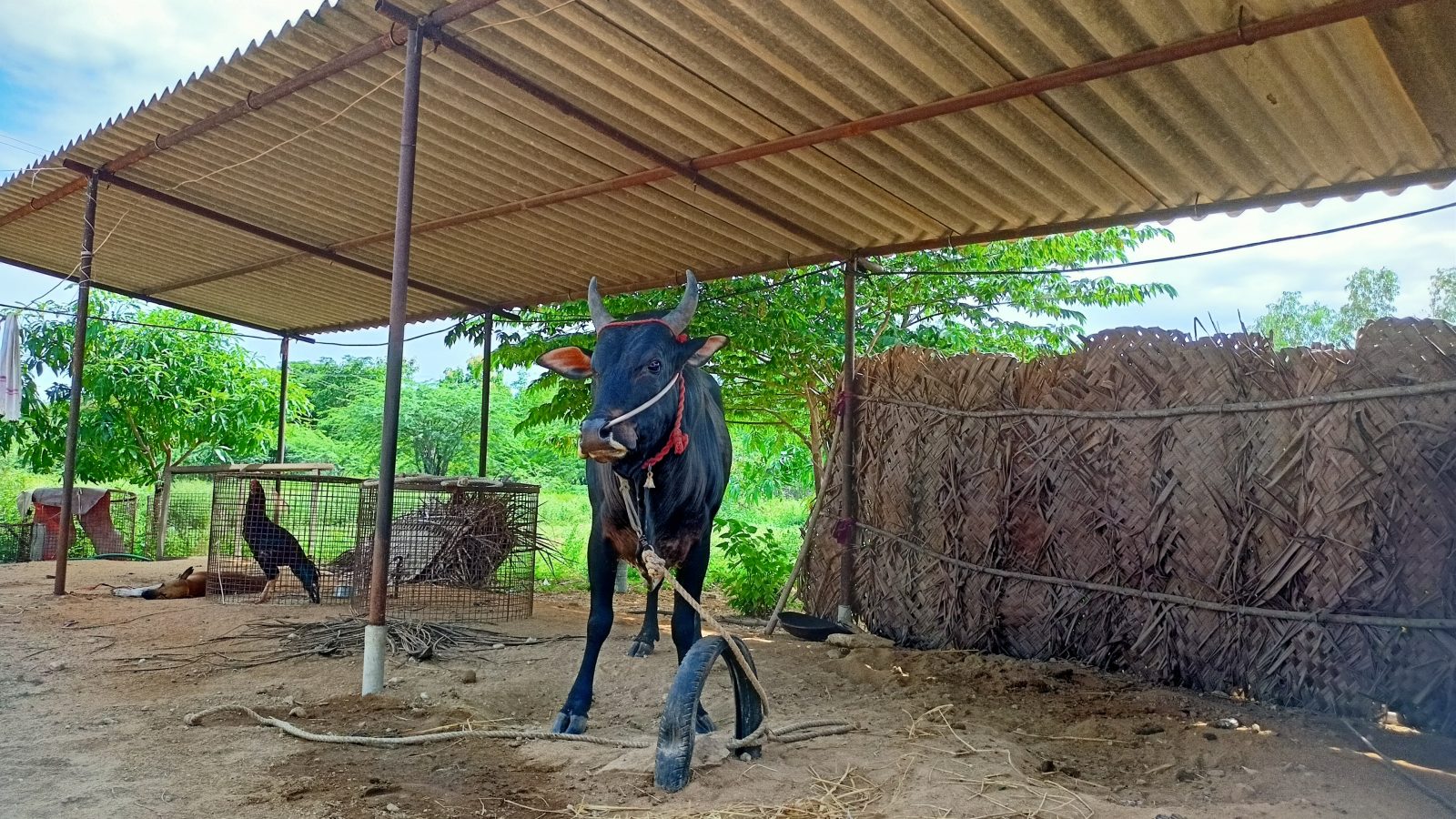 ஜல்லிக்கட்டு `தில்’ இருந்தா மல்லுக்கட்டு - களம் இறங்க தயாராகும் புதுக்கோட்டை காளைகள்