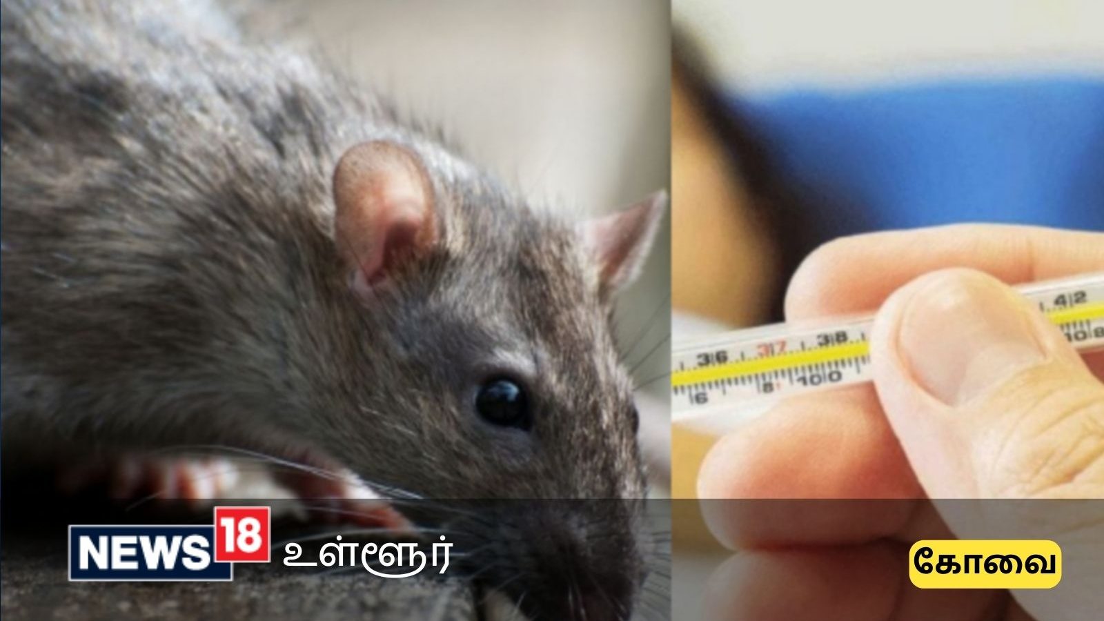 கோவையில் எலி காய்ச்சல் தடுப்பு நடவடிக்கை தீவிரம் - பொதுமக்களுக்கு விழிப்புணர்வு