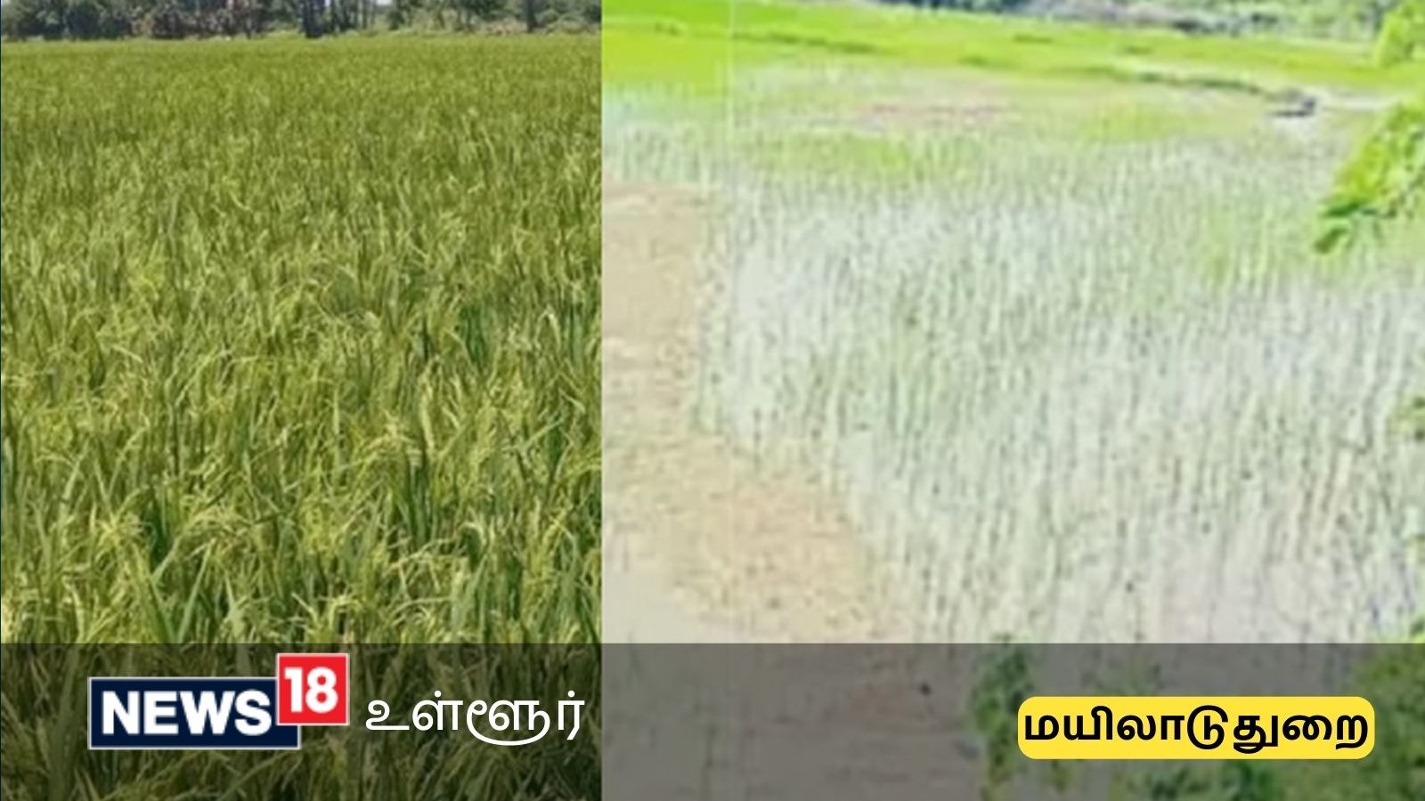 மழைநீரில் இருந்து நெற்பயிர்களை எப்படி பாதுகாப்பது? - மயிலாடுதுறை விவசாயிகளுக்கு முக்கிய அறிவுரை